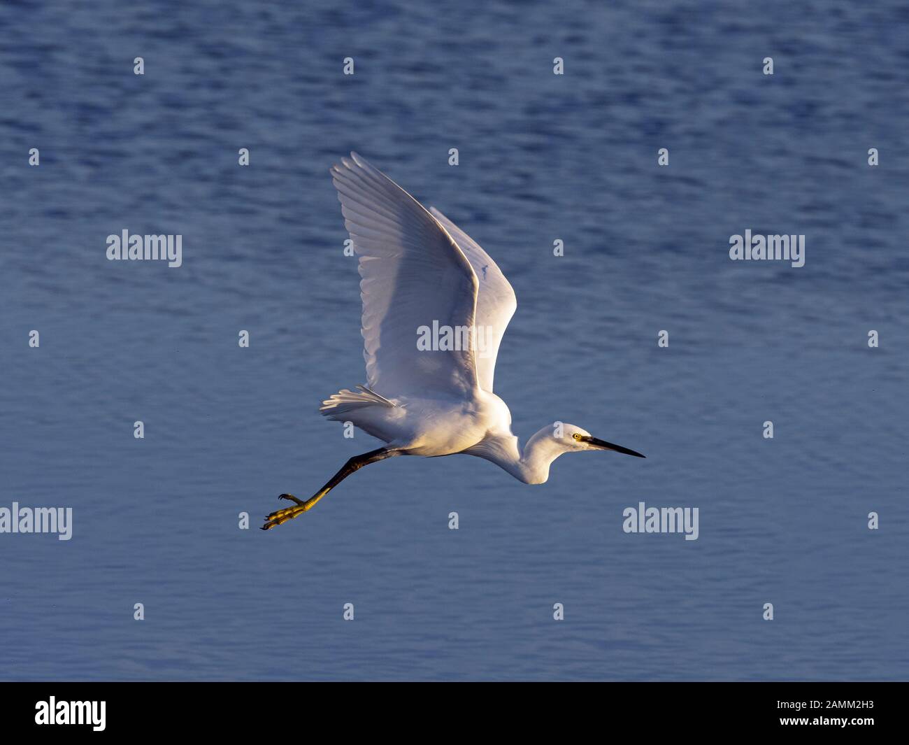 Little Egret Egretta garzetta sur la côte nord du Norfolk au Royaume-Uni Banque D'Images