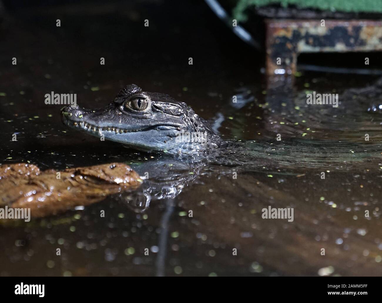 Caiman tatacté au sanctuaire de reptiles de Kaulbachstraße à Schwabing. [traduction automatique] Banque D'Images