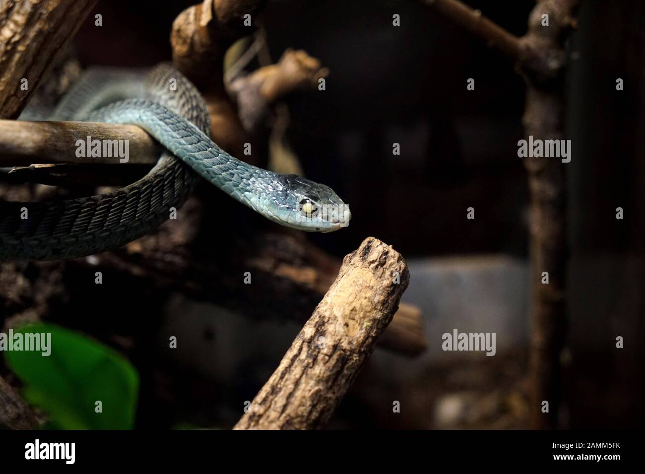 Serpent venimeux dans le sanctuaire de reptiles dans la Kaulbachstraße à Schwabing. [traduction automatique] Banque D'Images