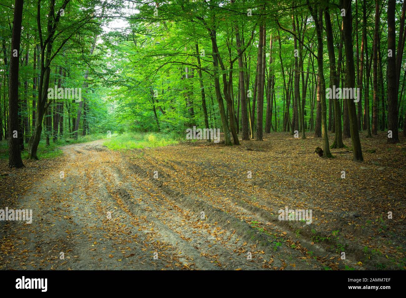 Des feuilles sèches se trouvant sur un chemin sablonneux à travers une forêt verte Banque D'Images