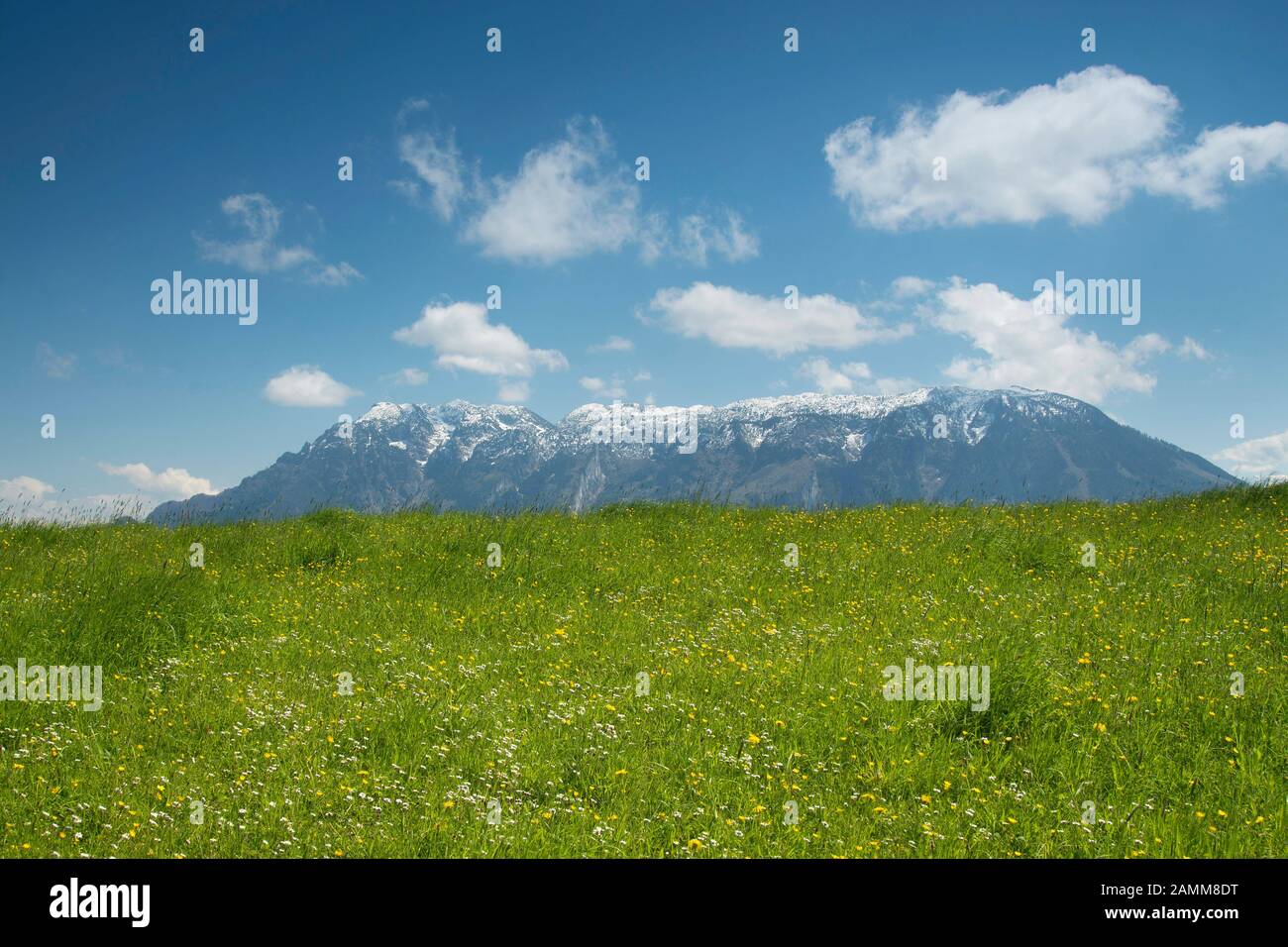 Fleur pré à Johannishögl avec la neige encore Untersberg [traduction automatique] Banque D'Images