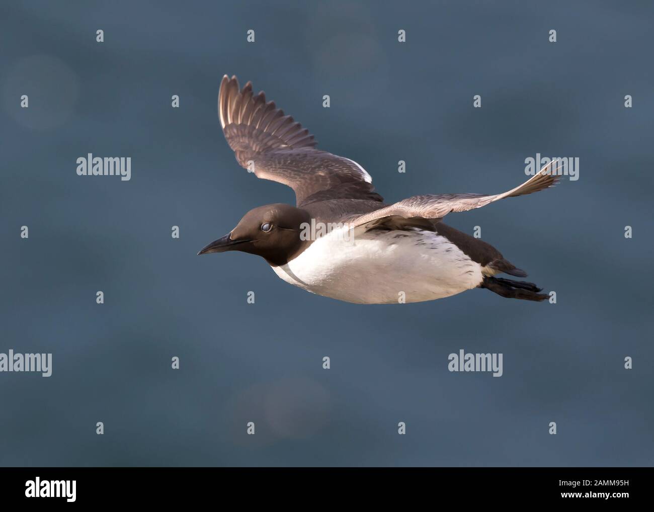 Vue latérale gros plan, UK guillemot Seabird (Uria aalge) isolé dans le vol en milieu de vol au-dessus de l'eau de mer, les yeux fermés. Littoral guillemot vol libre. Banque D'Images