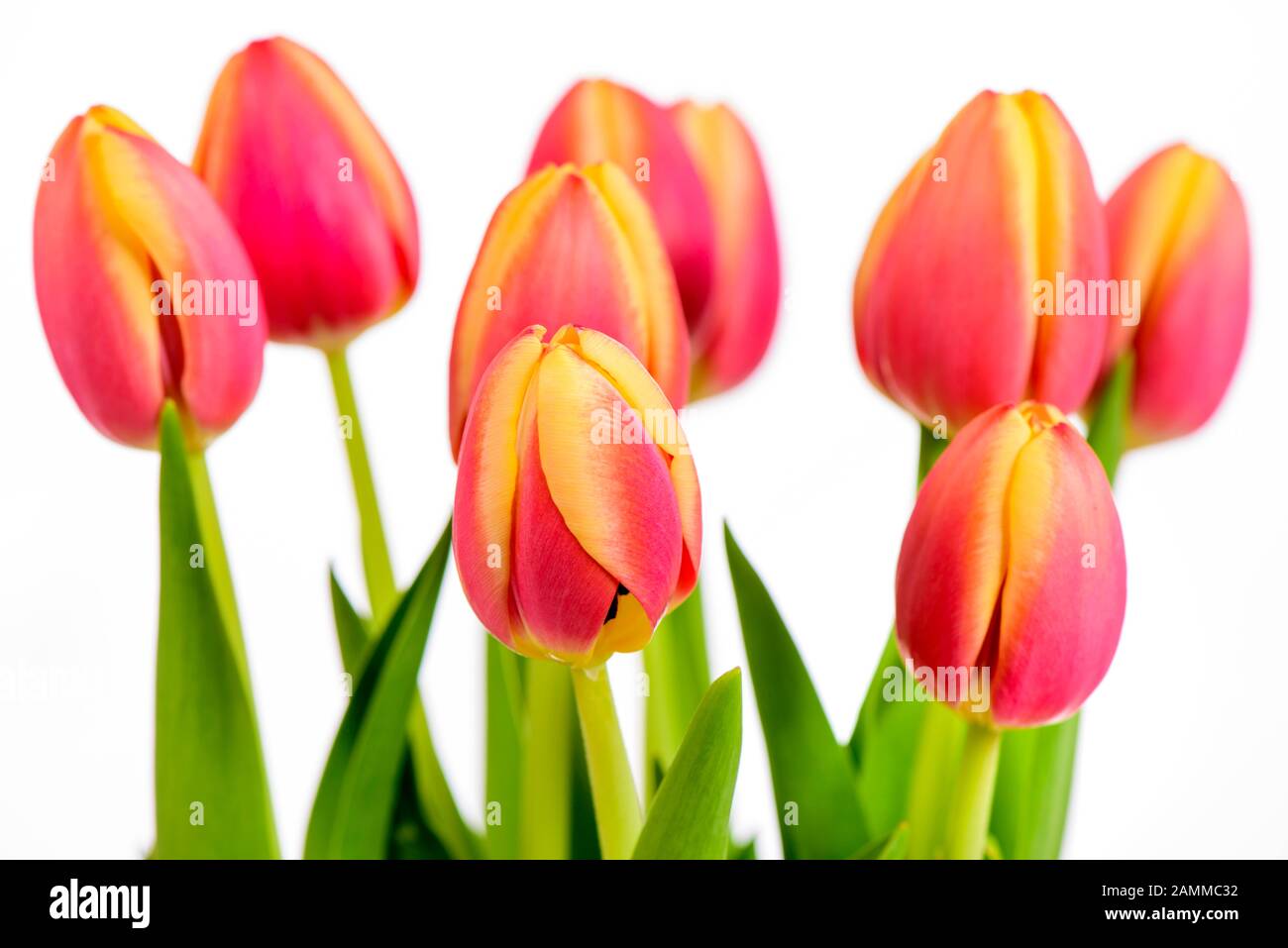 Bouquet de tulipes fraîches [traduction automatique] Banque D'Images