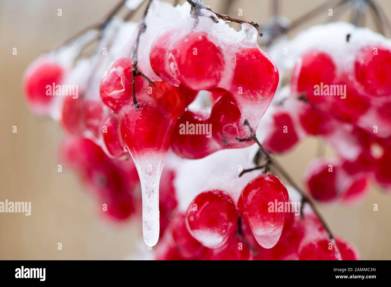 Givre sur les plantes dans le froid de congélation [traduction automatique] Banque D'Images