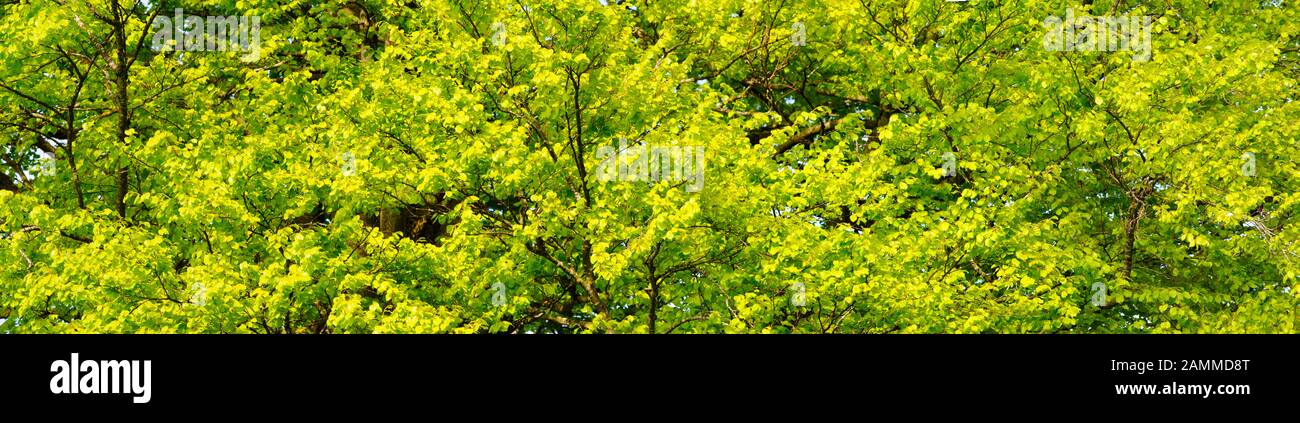 Panorama des feuilles de hêtre au printemps [traduction automatique] Banque D'Images