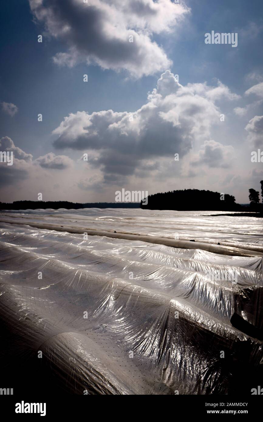 Champ d'asperges recouvert de film plastique à la ferme d'asperges Lohner à Inchenhofen. [traduction automatique] Banque D'Images