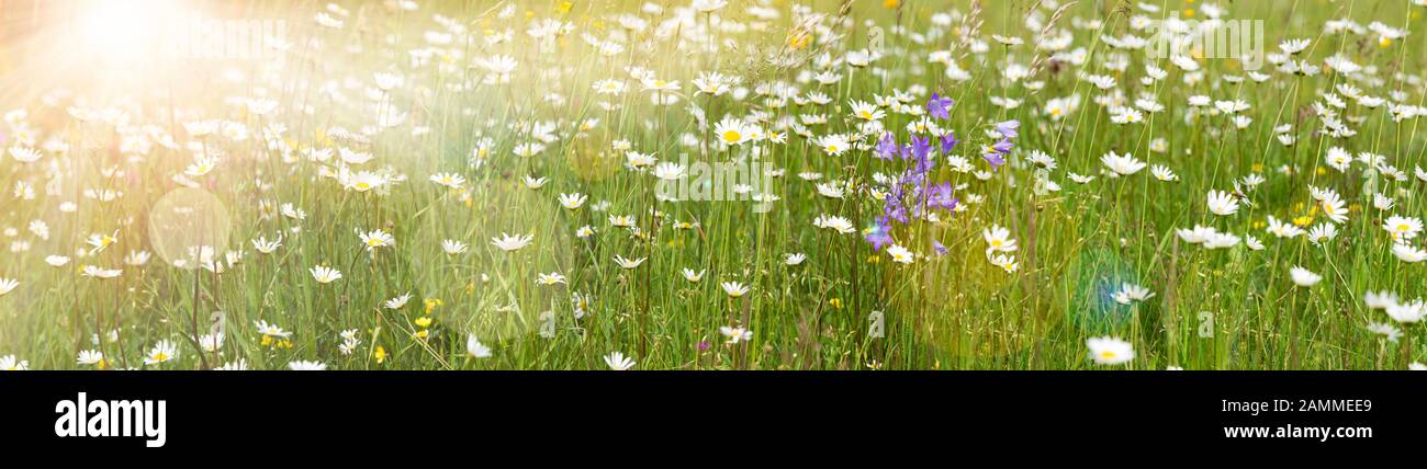 Pré de printemps avec de nombreuses fleurs et rayons du soleil contre la lumière [traduction automatique] Banque D'Images