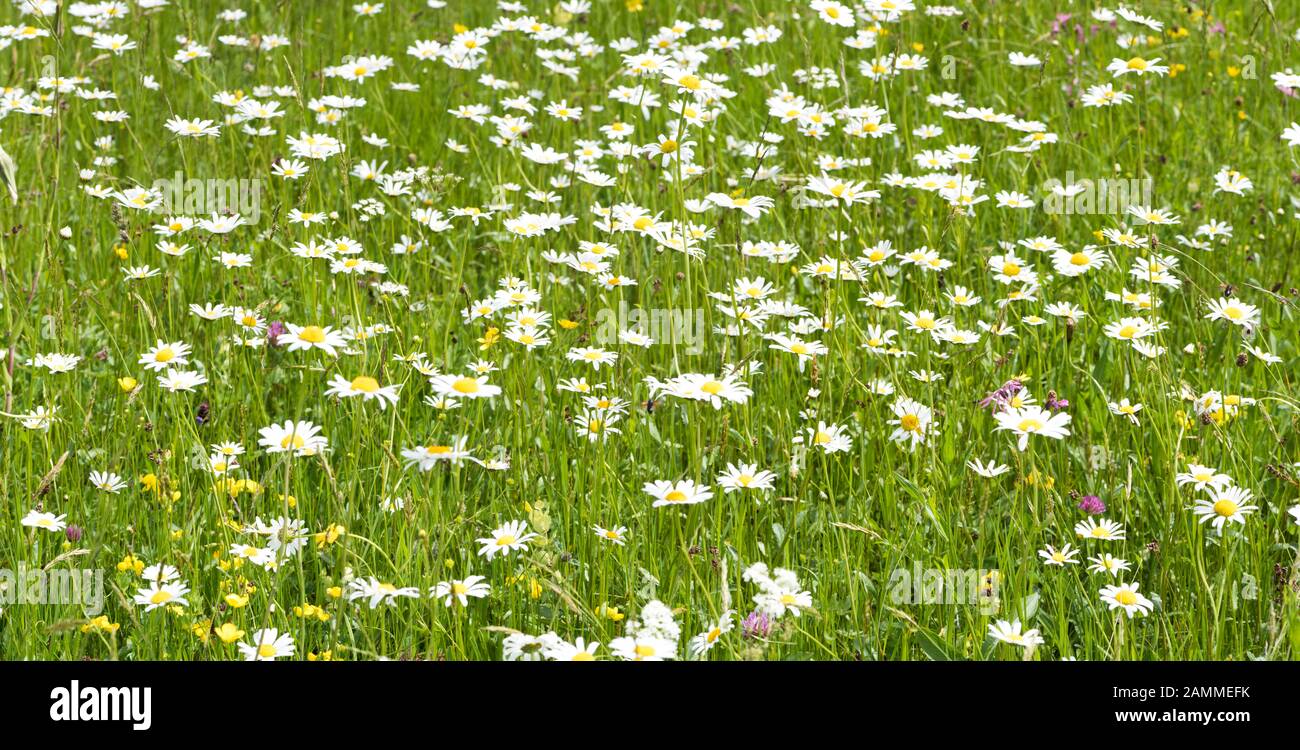Pré de printemps avec de nombreuses fleurs [traduction automatique] Banque D'Images