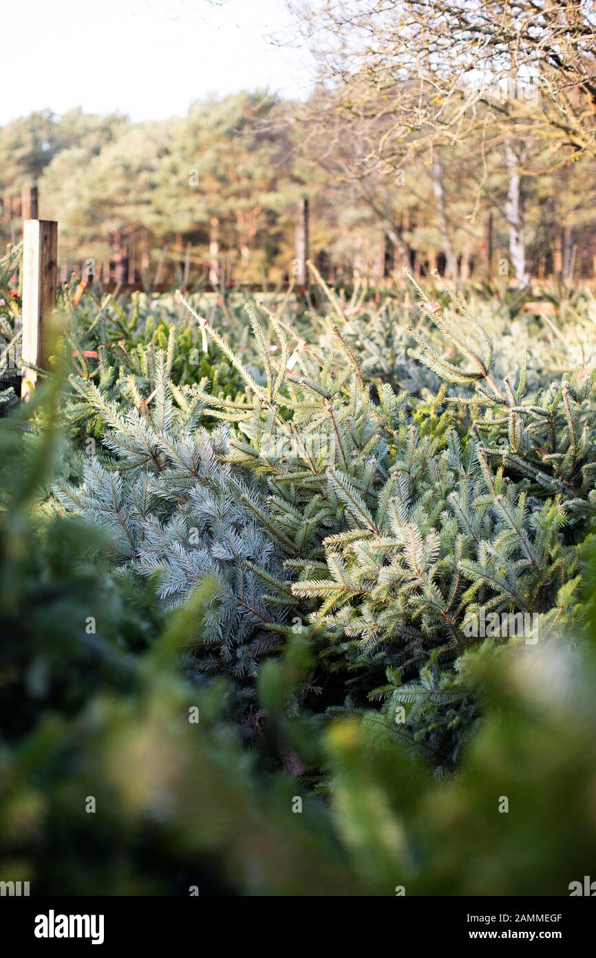 De vrais arbres de Noël disposés en rangée pour les clients de choisir dans une zone extérieure à la forêt de Rushmere Banque D'Images