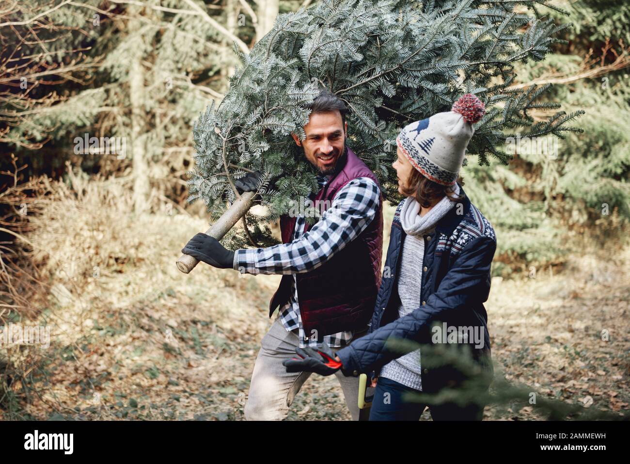 Père et fils portant un arbre de Noël frais Banque D'Images