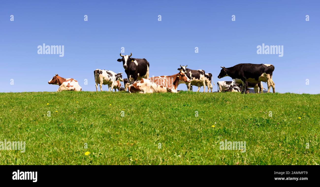 Troupeau de vaches sur pâturage à Allgäu [traduction automatique] Banque D'Images