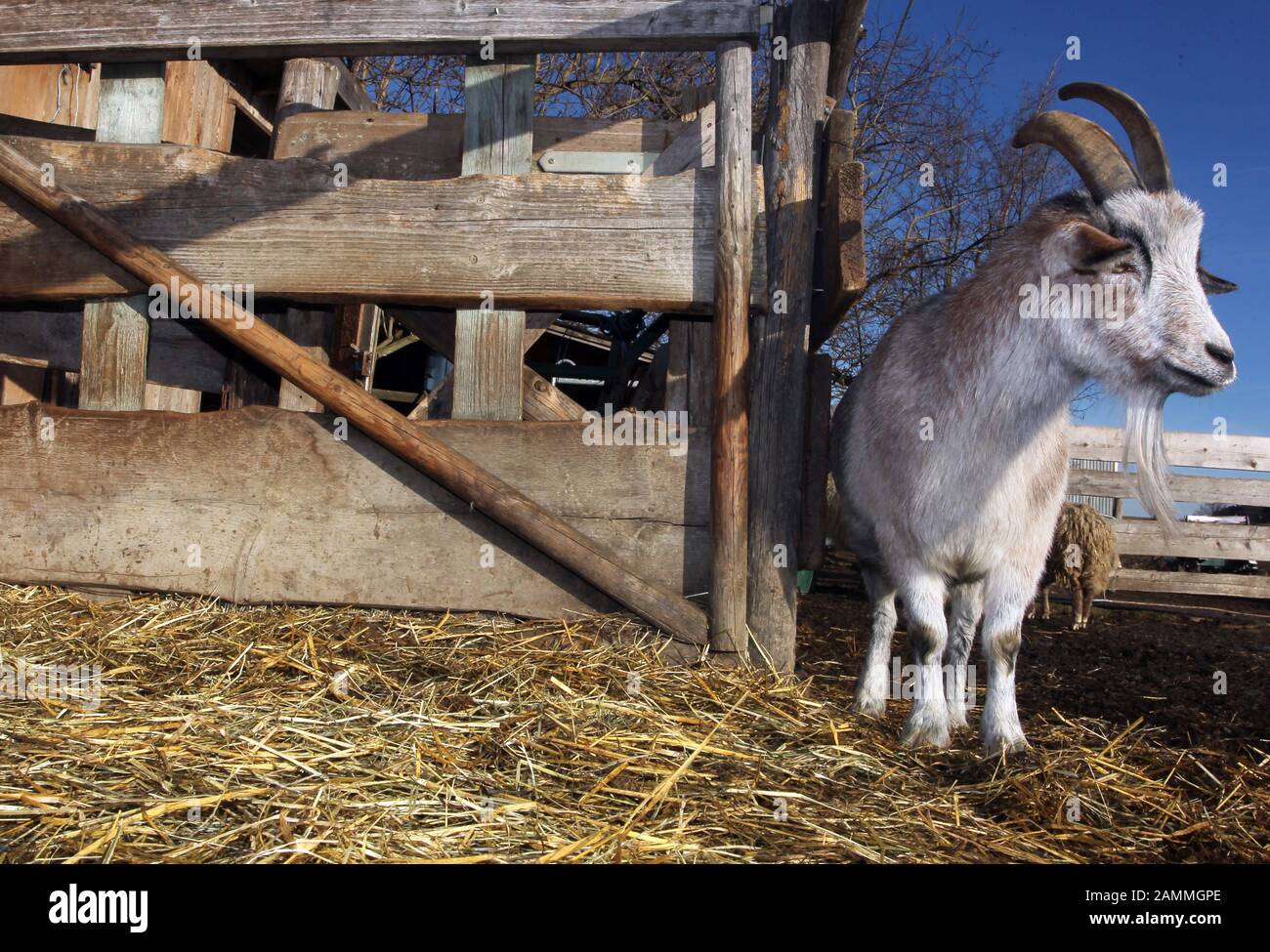 Une chèvre dans une ferme de Pischertshofen (Aufkirchen). [traduction automatique] Banque D'Images