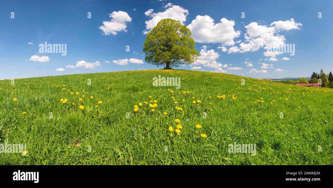 Un arbre à chaux parfait comme arbre unique au printemps [traduction automatique] Banque D'Images