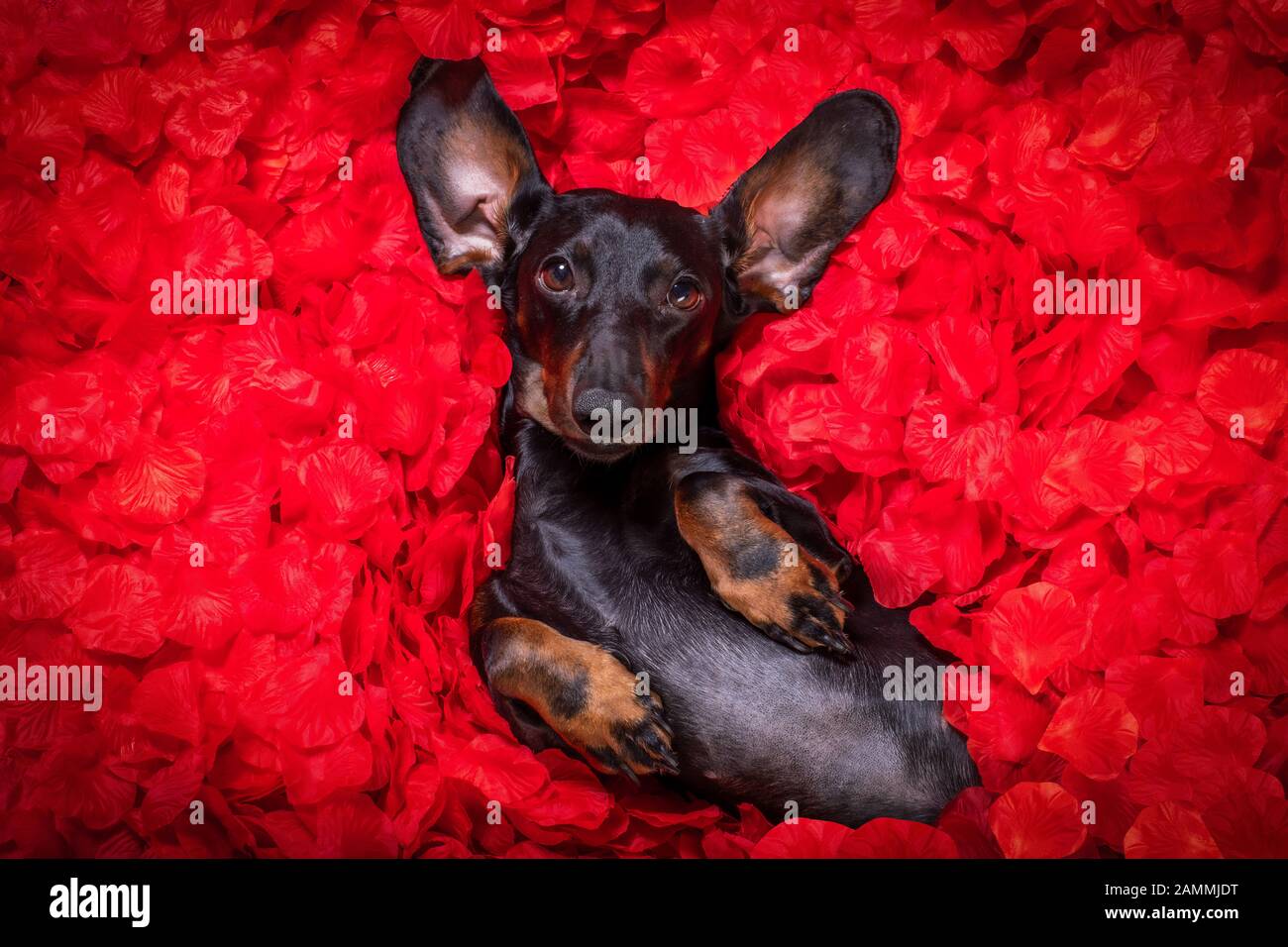 suasage dachshund chien allongé dans un lit plein de pétales de fleur de rose rouge comme fond , dans l'amour sur la saint valentin et si mignon Banque D'Images