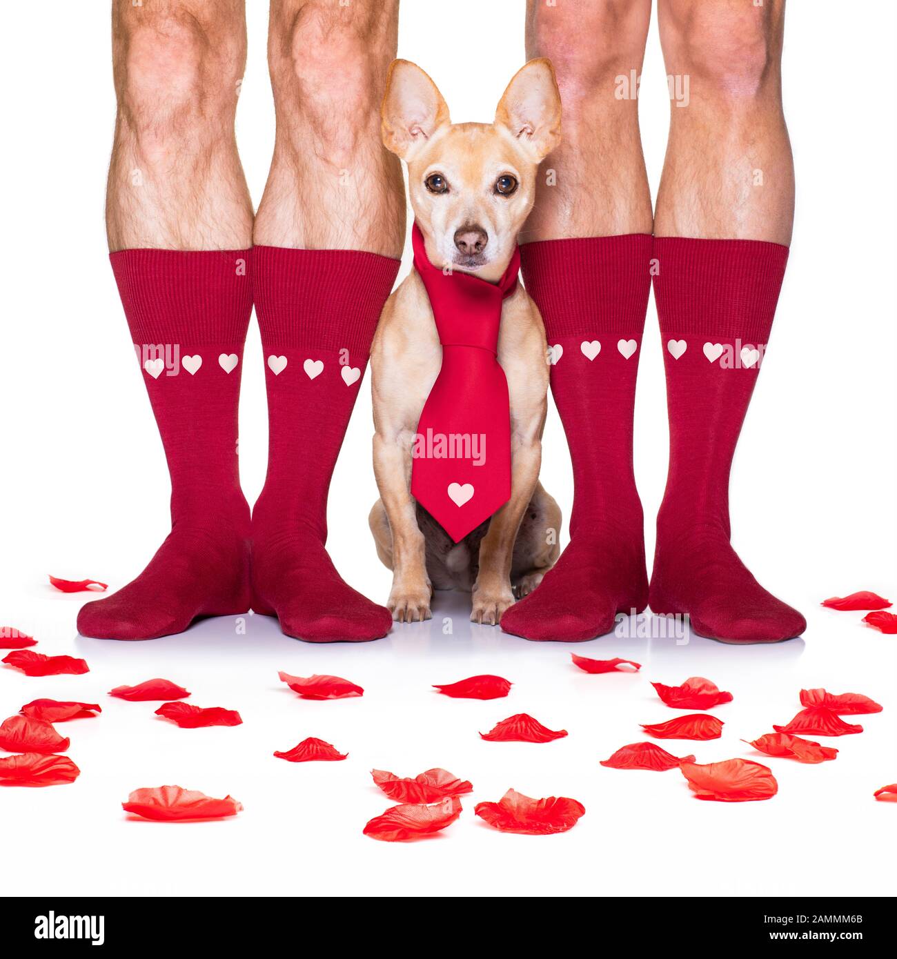 couple de mariage gay avec chihuahua chien portant des chaussettes, se  marier avec des roses rouges partout isolé sur fond blanc le jour de  valenitnes Photo Stock - Alamy