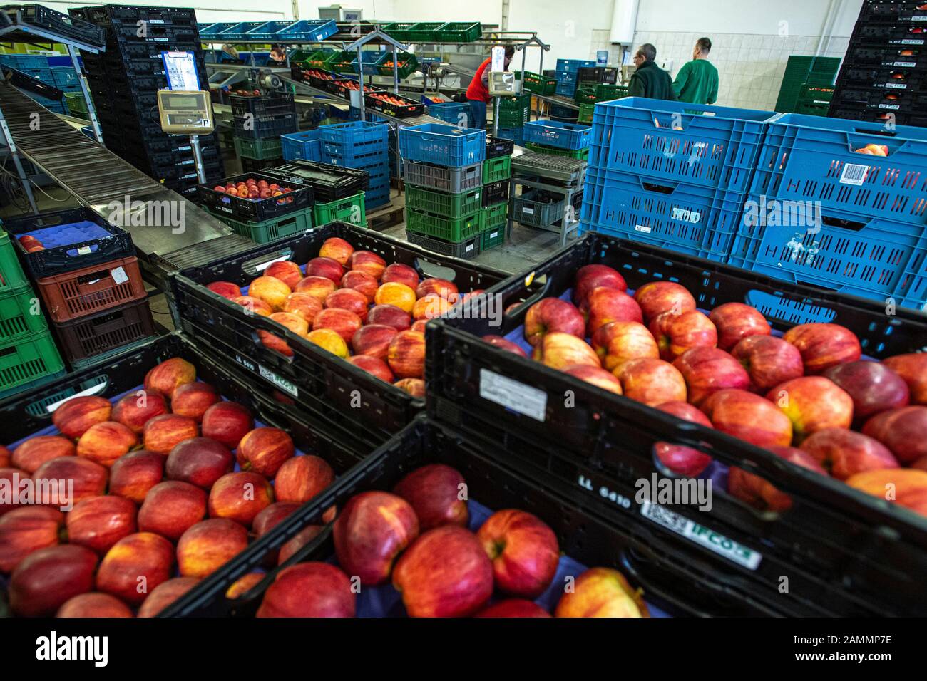 La récolte de fruits tchèques a chuté de 27 pour cent à 129,911 tonnes l'an dernier, affectée par les gelées de printemps, selon les calculs de l'Institut central De Surveillance et d'essais agricoles mis à la disposition de la CTK avant le début des Journées Des Producteurs De Fruits. Toutes sortes de fruits sauf les abricots, les framboises et les mûres ont enregistré une baisse.par rapport à la moyenne des récoltes des cinq dernières années, la récolte de l'année dernière a chuté de 18 pour cent. Employés de la ferme tchèque collective à Dolan, République tchèque, 13 janvier 2020. (Ctk Photo/David Tanecek) Banque D'Images
