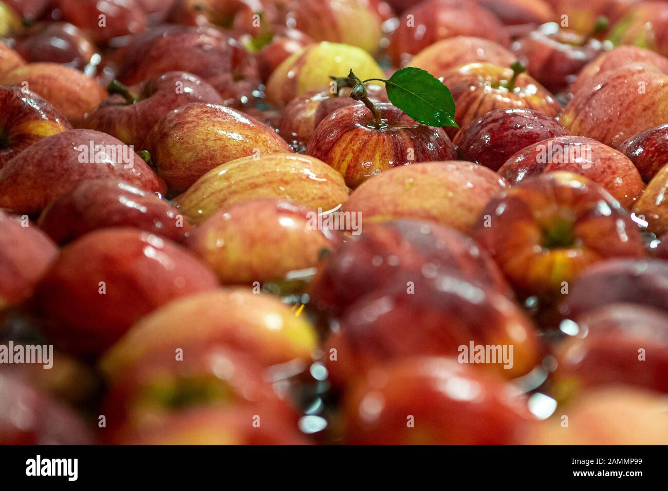 La récolte de fruits tchèques a chuté de 27 pour cent à 129,911 tonnes l'an dernier, affectée par les gelées de printemps, selon les calculs de l'Institut central De Surveillance et d'essais agricoles mis à la disposition de la CTK avant le début des Journées Des Producteurs De Fruits. Toutes sortes de fruits sauf les abricots, les framboises et les mûres ont enregistré une baisse.par rapport à la moyenne des récoltes des cinq dernières années, la récolte de l'année dernière a chuté de 18 pour cent. Employés de la ferme tchèque collective à Dolan, République tchèque, 13 janvier 2020. (Ctk Photo/David Tanecek) Banque D'Images