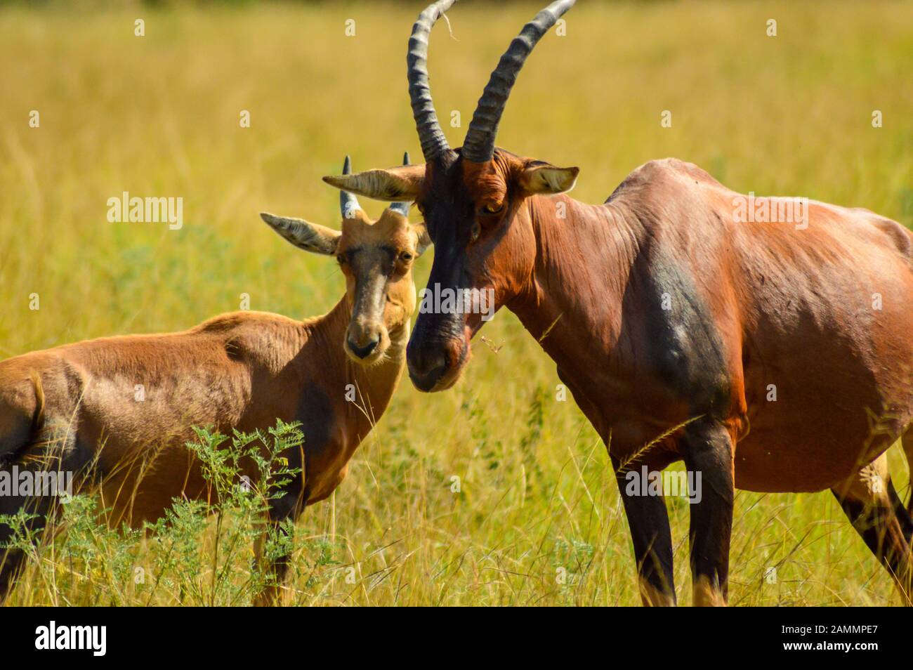 Un adulte et un jeune Topi profiter du soleil matinal dans le Parc national Queen Elizabeth, en Ouganda. Banque D'Images