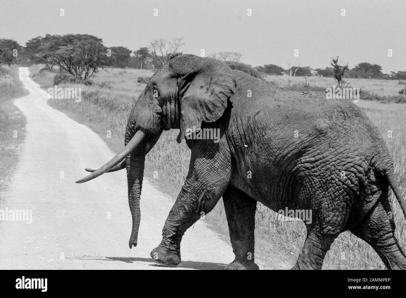 Éléphant d'Afrique traversant une route de terre dans le parc national Queen Elizabeth, Ouganda Banque D'Images