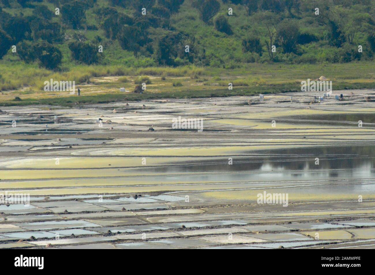 Extraction De Sel Sur Le Lac Katwe, Ouganda Banque D'Images