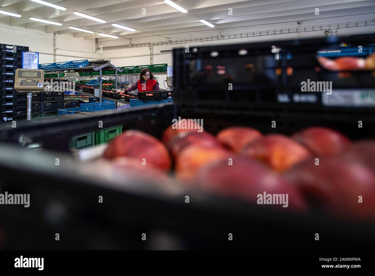 La récolte de fruits tchèques a chuté de 27 pour cent à 129,911 tonnes l'an dernier, affectée par les gelées de printemps, selon les calculs de l'Institut central De Surveillance et d'essais agricoles mis à la disposition de la CTK avant le début des Journées Des Producteurs De Fruits. Toutes sortes de fruits sauf les abricots, les framboises et les mûres ont enregistré une baisse.par rapport à la moyenne des récoltes des cinq dernières années, la récolte de l'année dernière a chuté de 18 pour cent. Employés de la ferme tchèque collective à Dolan, République tchèque, 13 janvier 2020. (Ctk Photo/David Tanecek) Banque D'Images