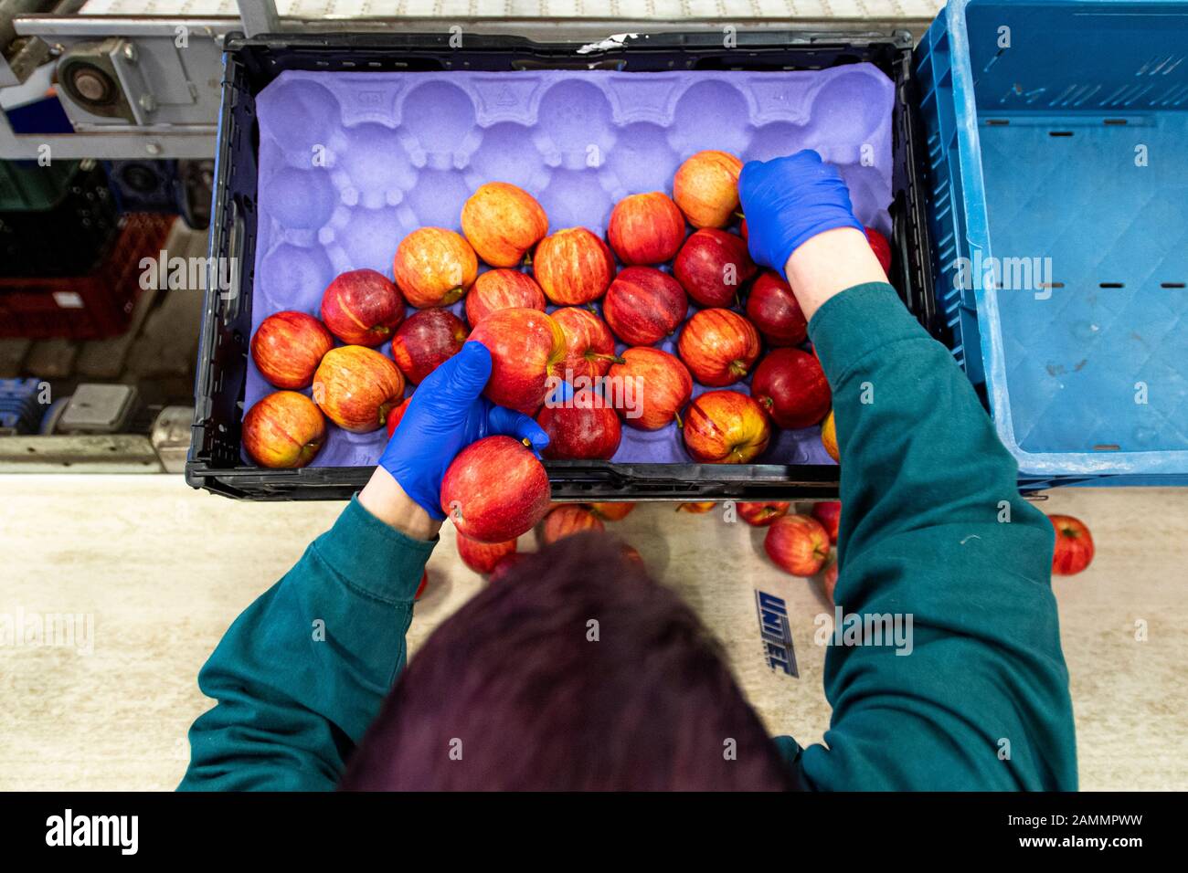 La récolte de fruits tchèques a chuté de 27 pour cent à 129,911 tonnes l'an dernier, affectée par les gelées de printemps, selon les calculs de l'Institut central De Surveillance et d'essais agricoles mis à la disposition de la CTK avant le début des Journées Des Producteurs De Fruits. Toutes sortes de fruits sauf les abricots, les framboises et les mûres ont enregistré une baisse.par rapport à la moyenne des récoltes des cinq dernières années, la récolte de l'année dernière a chuté de 18 pour cent. Employés de la ferme tchèque collective à Dolan, République tchèque, 13 janvier 2020. (Ctk Photo/David Tanecek) Banque D'Images