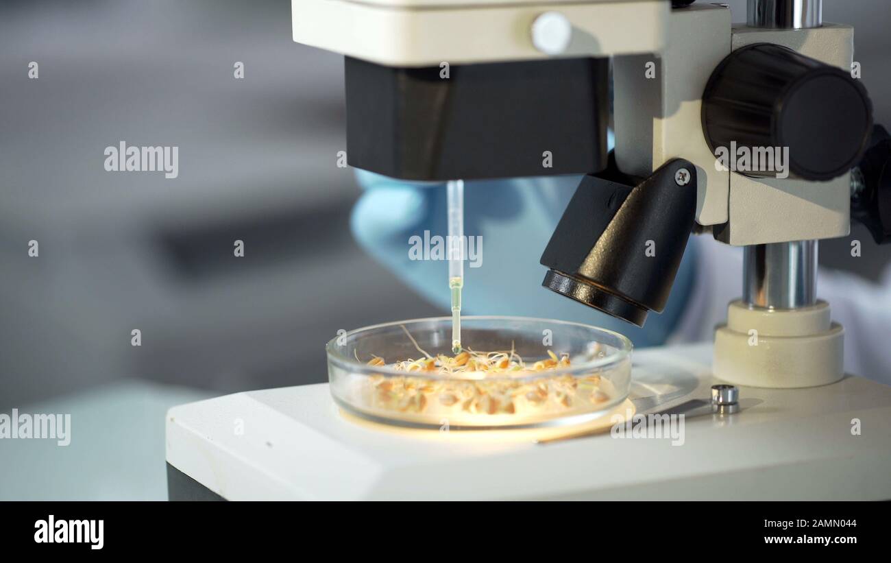 Un travailleur du laboratoire observe au microscope l'effet de l'hormone de croissance sur les cultures germées Banque D'Images