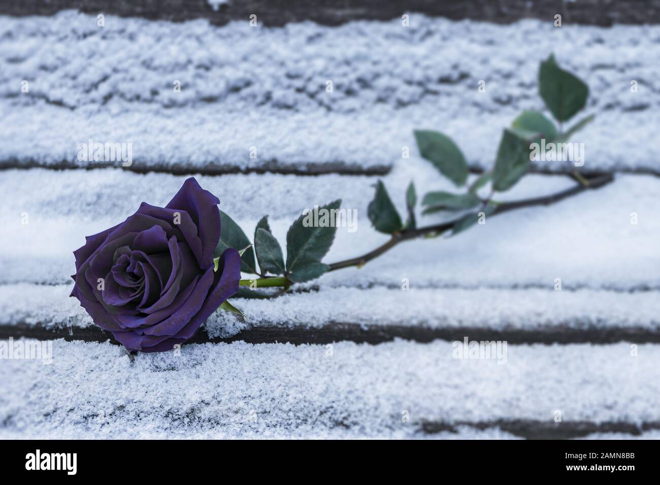 A black rose se situe dans la neige sur un banc dans le froid de l'hiver. Black rose en hiver comme un symbole de séparation et de tristesse Banque D'Images