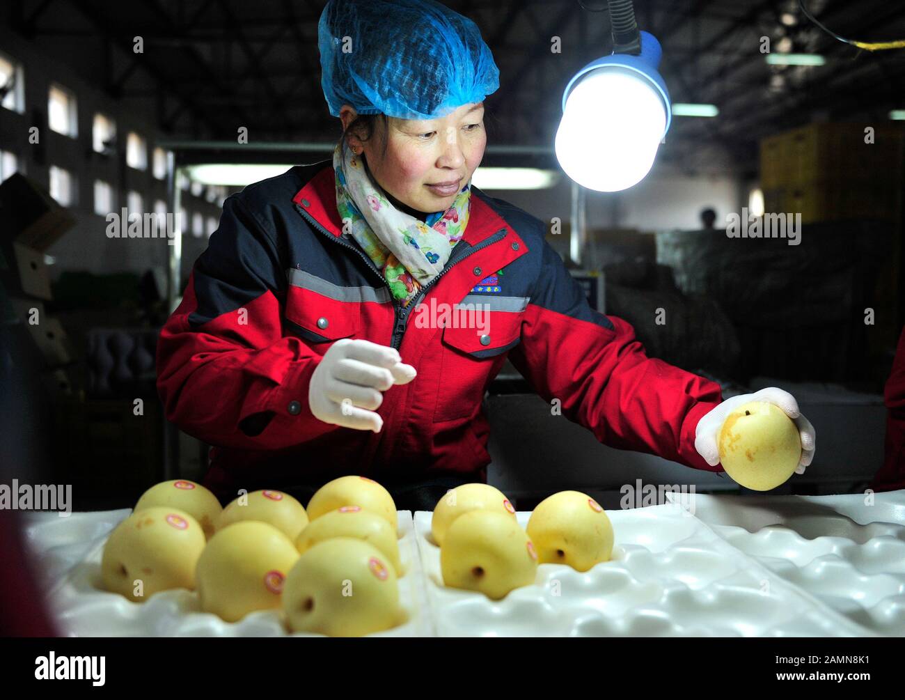 Shijiazhuang, La Province Chinoise De Hebei. 14 janvier 2020. Un travailleur emballe des poires dans une usine de la ville de Cangzhou, dans la province de Hebei en Chine du nord, le 14 janvier 2020. Au total, 32,4 tonnes de poires fraîches ont été envoyées de la province Hebei du nord de la Chine au Brésil, le premier lot exporté vers le plus grand marché de consommation de poires d'Amérique latine. La Chine est le plus grand producteur et exportateur de poires au monde, exportant environ 500 000 tonnes par an. Le Brésil est le deuxième importateur mondial de poires, après la Russie, important environ 300 000 tonnes par an. Crédit: Mu Yu/Xinhua/Alay Live News Banque D'Images