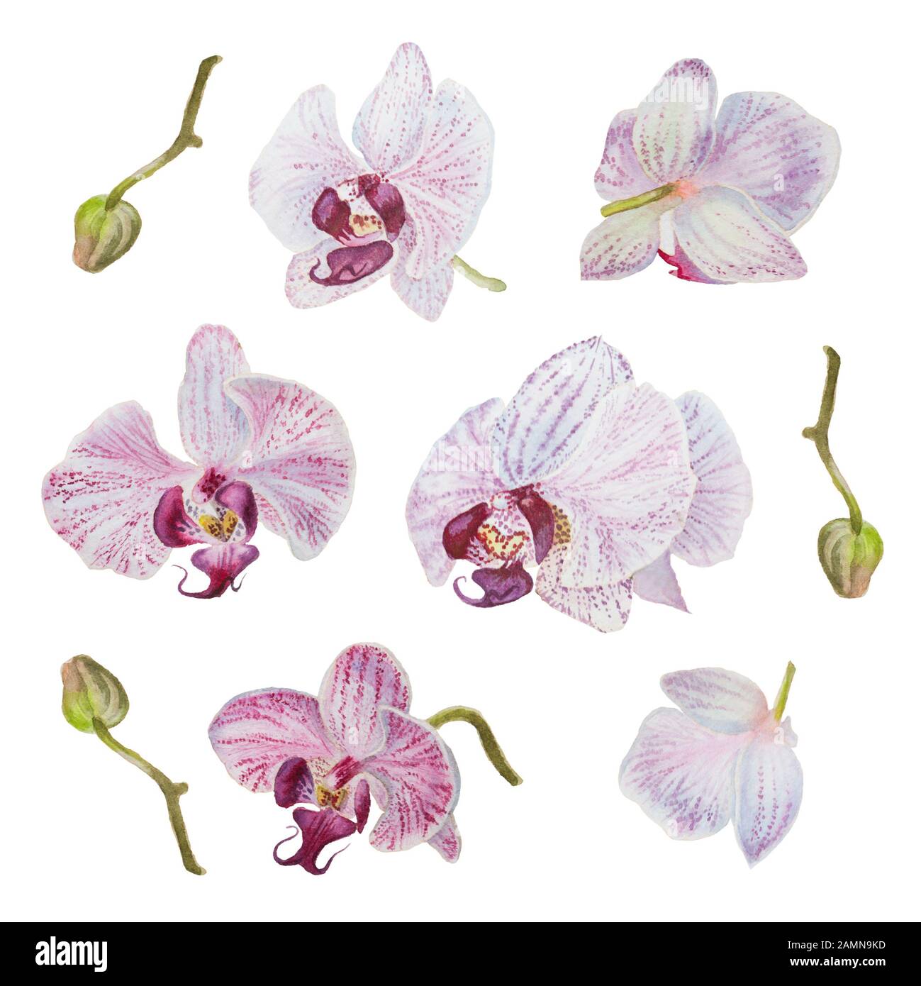 Belle aquarelle dessiné à la main fleurs orchidée isolés Banque D'Images