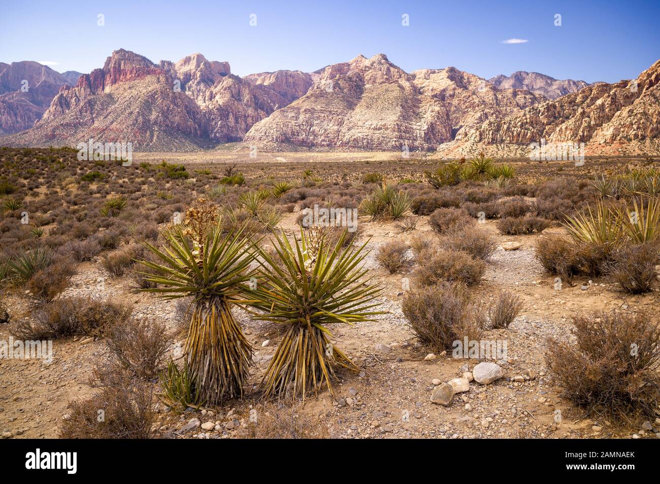 Red Rock Canyon National conservation Area dans le Nevada, près de Las Vegas, où il y a des randonnées à vélo et escalade. Banque D'Images