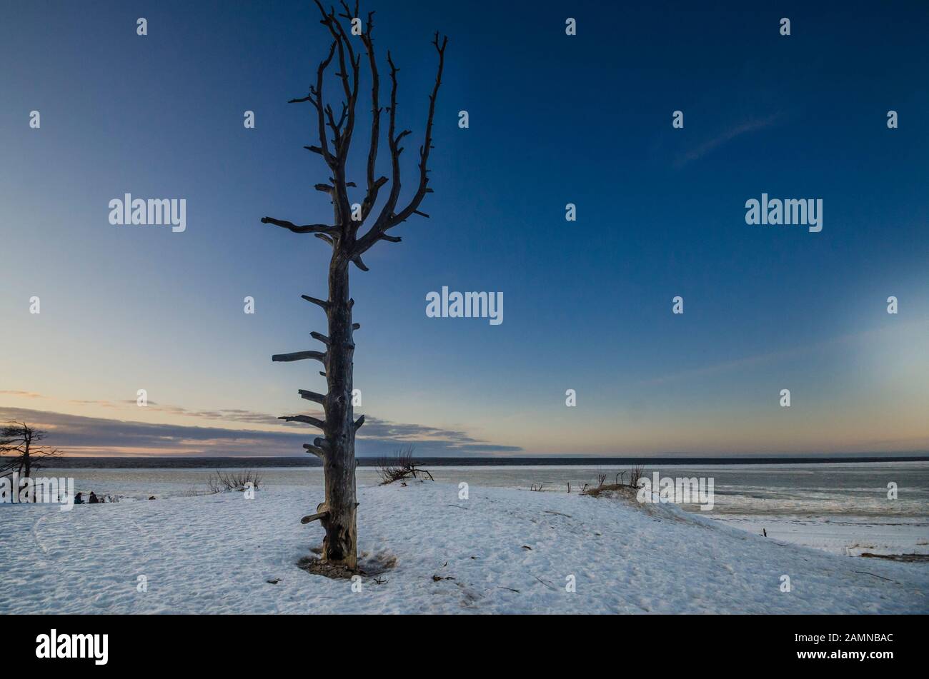 Vieux arbre garrot sur une colline enneigée. La côte de l'océan Arctique. Banque D'Images