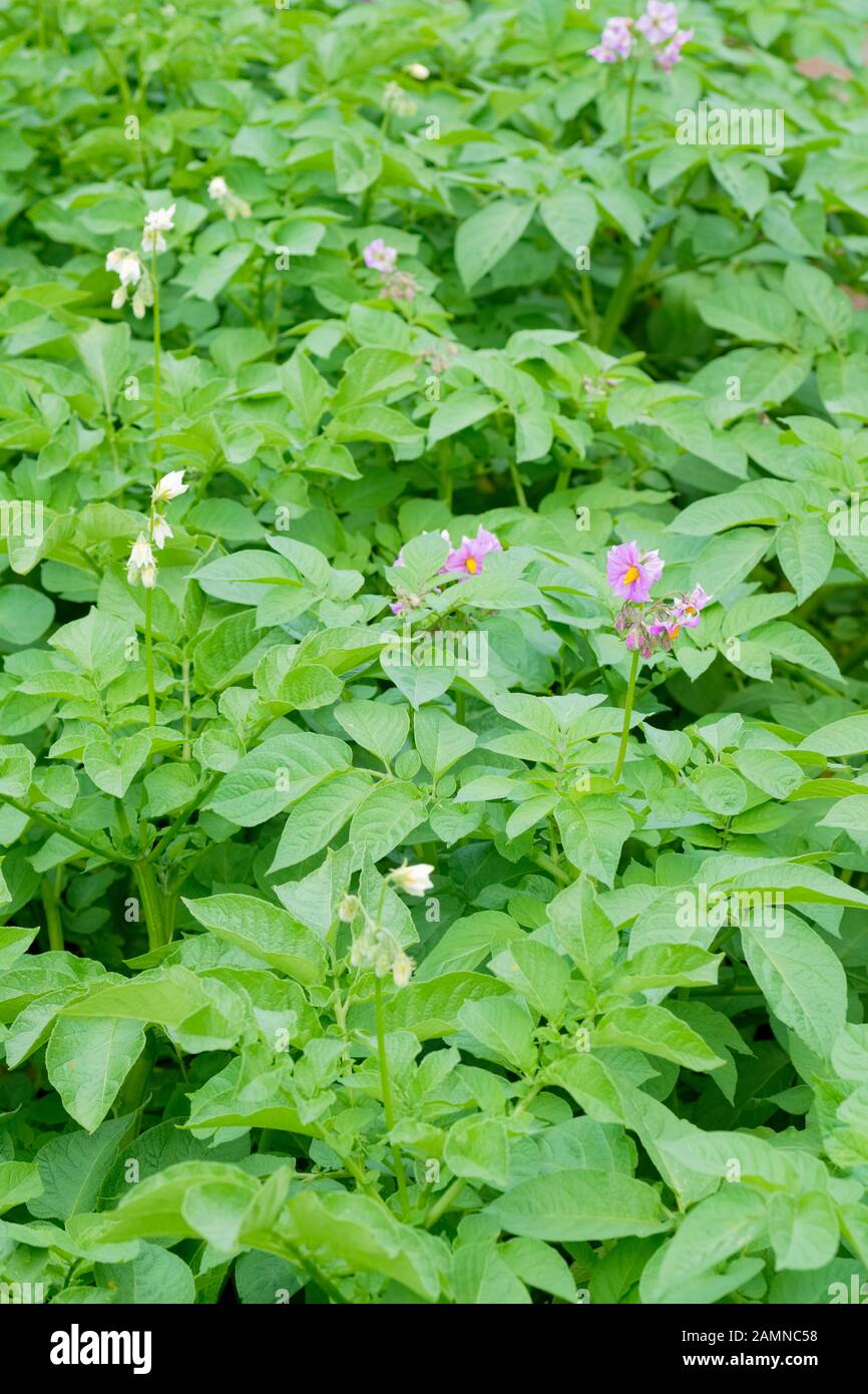 Début de pomme de terre, Solanum tuberosum 'Maris' par les pairs par les pairs' 'Maris de pommes de terre et de fleurs feuillage Banque D'Images