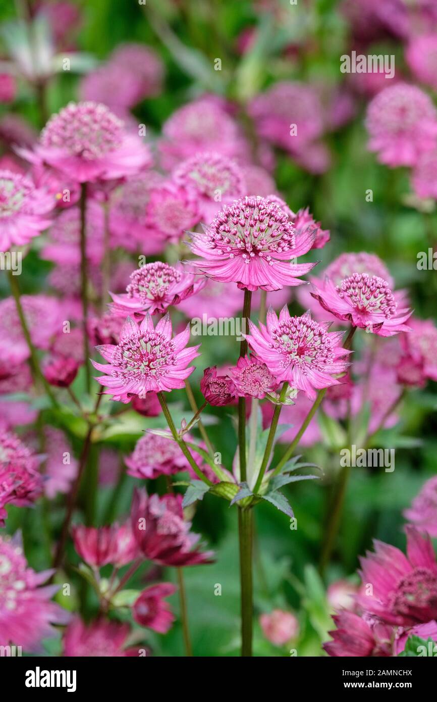 Astrantia major 'Gill Richardson' (Grand Masterwort) Banque D'Images