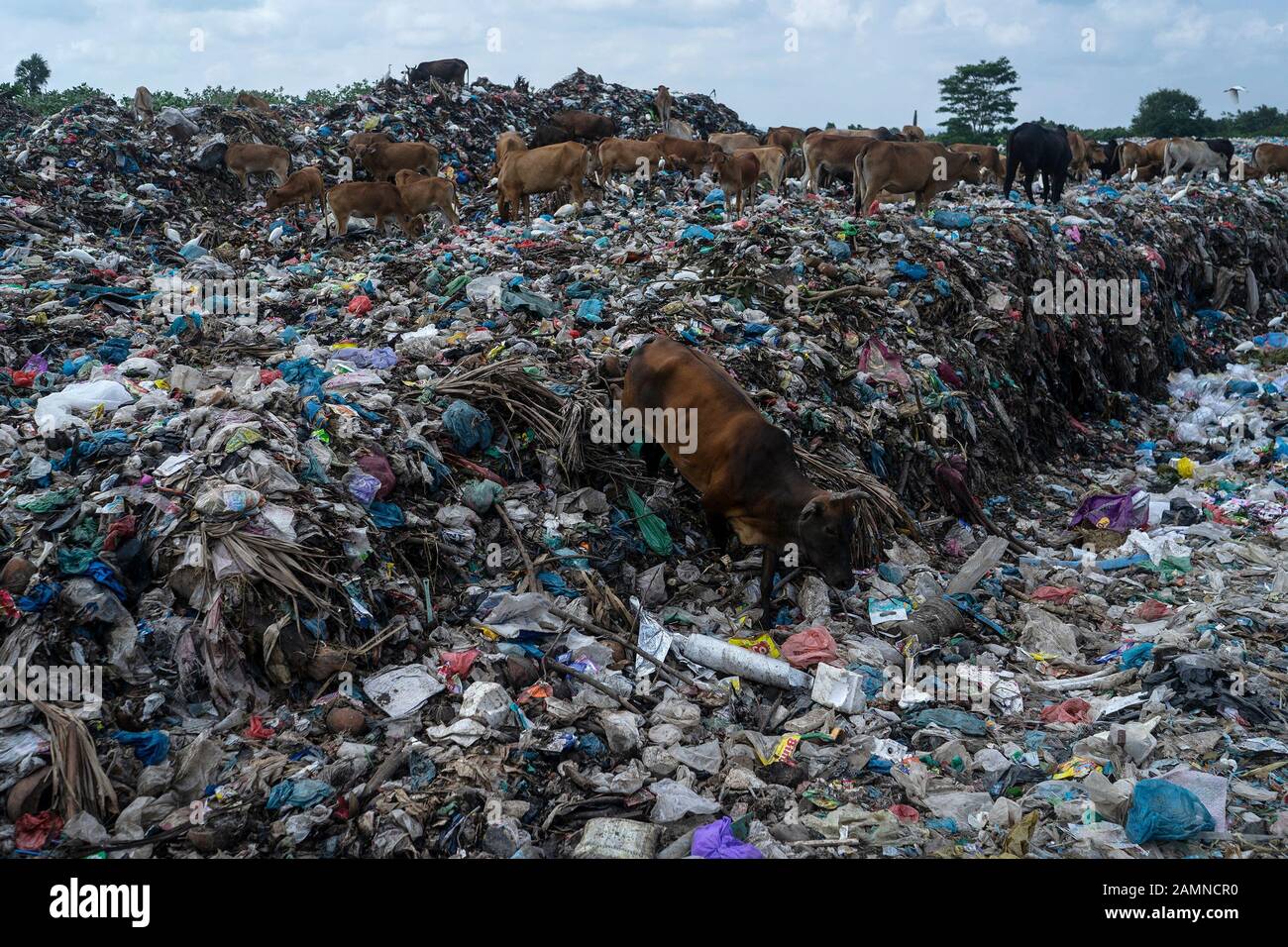 Les vaches recherchent de la nourriture dans une décharge à Lhokseumawe,  province d'Aceh. Le rapport de la Banque mondiale montre qu'environ 105  mille tonnes métriques de déchets municipaux sont produites chaque jour