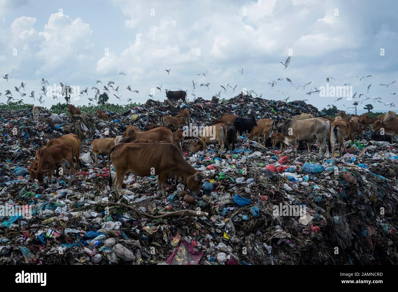 Les vaches et les aigrettes recherchent de la nourriture dans une décharge à Lhokseumawe, province d'Aceh. Le rapport de la Banque mondiale montre qu'environ 105 mille tonnes métriques de déchets municipaux sont produites chaque jour en Indonésie. Ce chiffre devrait augmenter de 150 mille tonnes d'ici 2025. Les déchets municipaux mal gérés entreront dans les voies navigables et deviendront éventuellement un problème pour les océans indonésiens. L'analyse réalisée par la Banque mondiale en 2018 dans 15 villes du centre et de l'ouest de l'Indonésie montre que la composition des déchets municipaux varie, 44 % de déchets organiques, 21 % de couches et 16 % de sacs en plastique. Banque D'Images