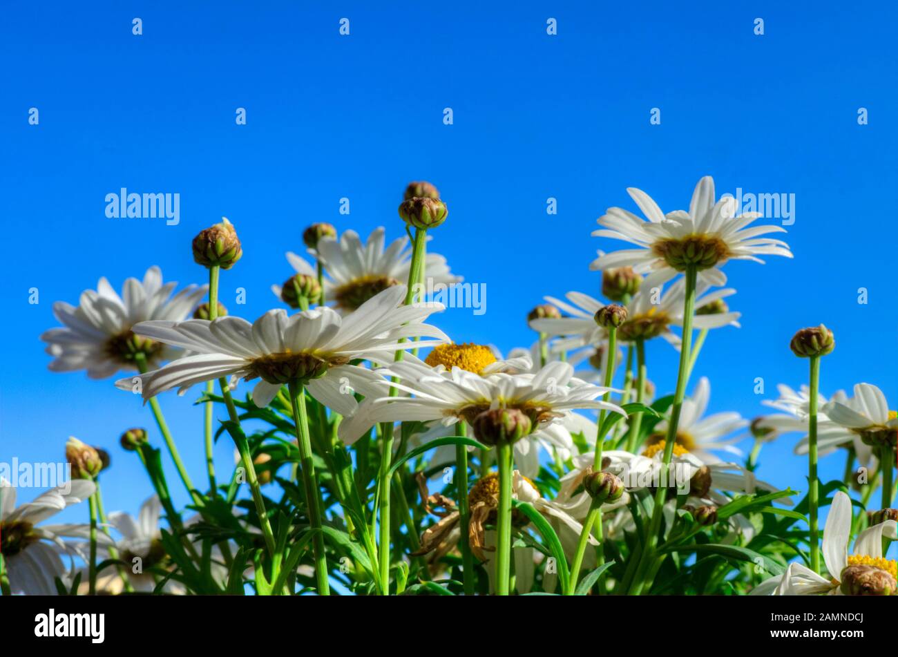 Vue de bas en haut des fleurs de Marguerite. Bellis perennis fleurit avec un fond bleu ciel. Banque D'Images