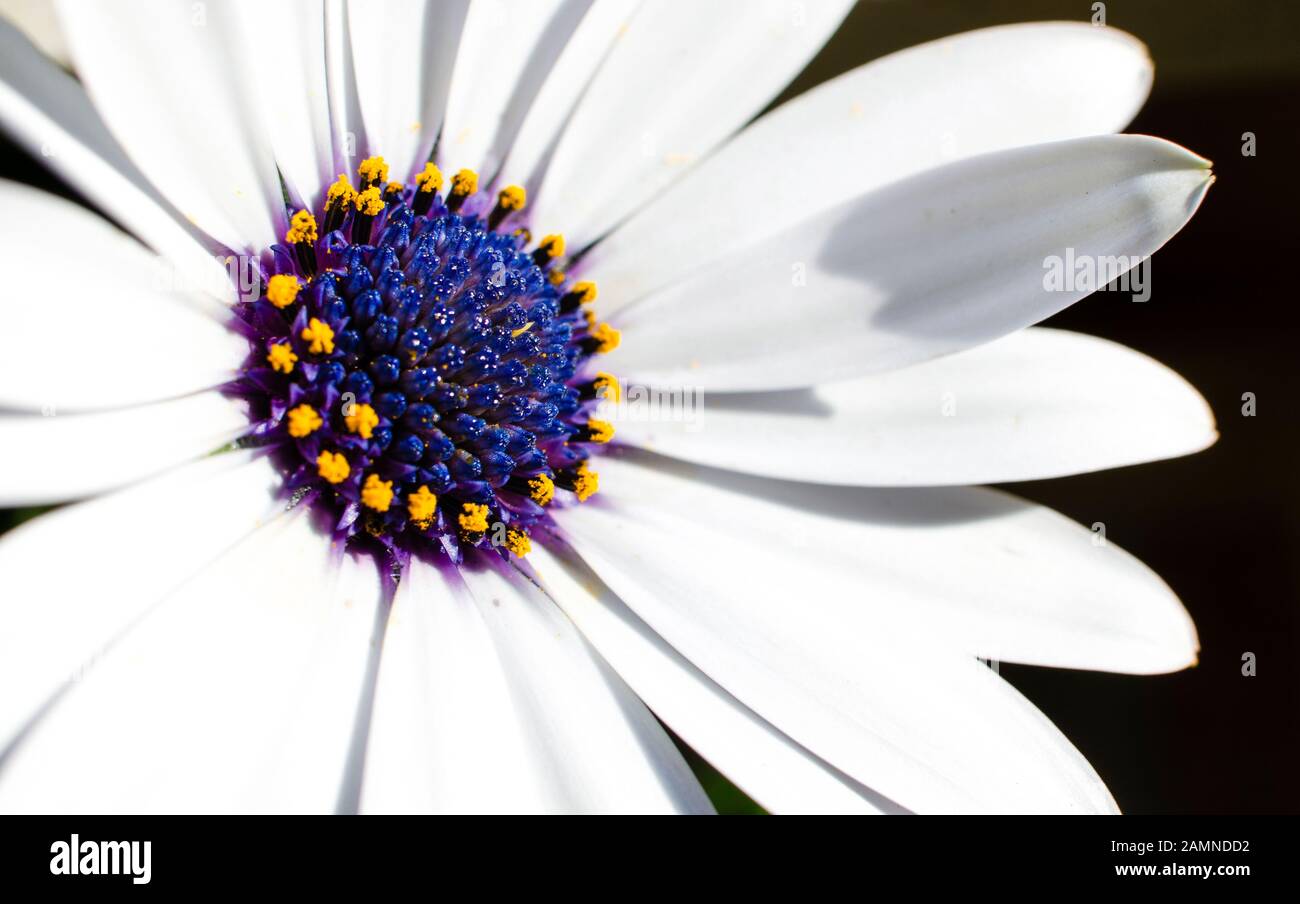 Gros plan d'une fleur blanche africaine de Marguerite, Dimorphoteca. Osteospermum. Espace de copie. Fond noir. Banque D'Images