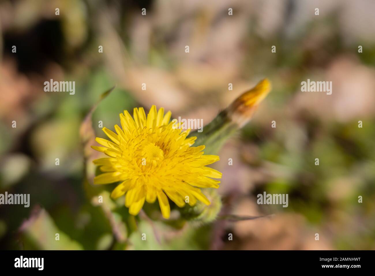 Photo macro d'une fleur de colline Compositae Sonchus asper (L.) - prise dans un gadget de Talavera de la Reina Banque D'Images