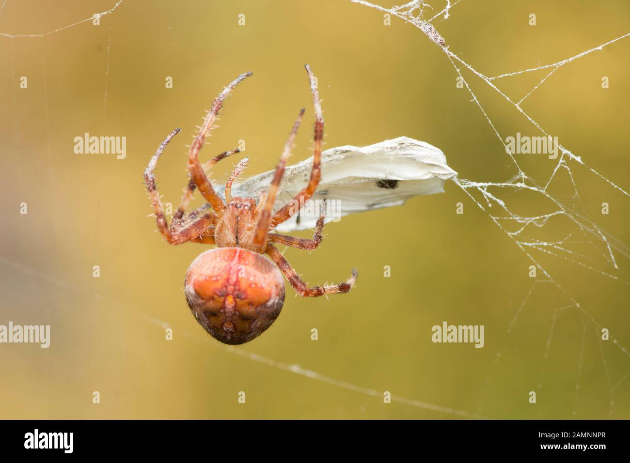 Jardin spider Araneus diadematus Cross, la collecte et l'emballage un papillon blanc dans son site web Banque D'Images
