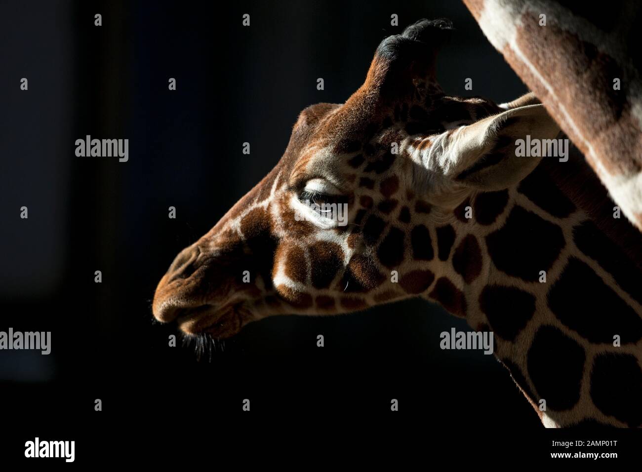 Giraffe réticulée (Giraffa camelopardalis reticulata) CAPTIVE Banque D'Images
