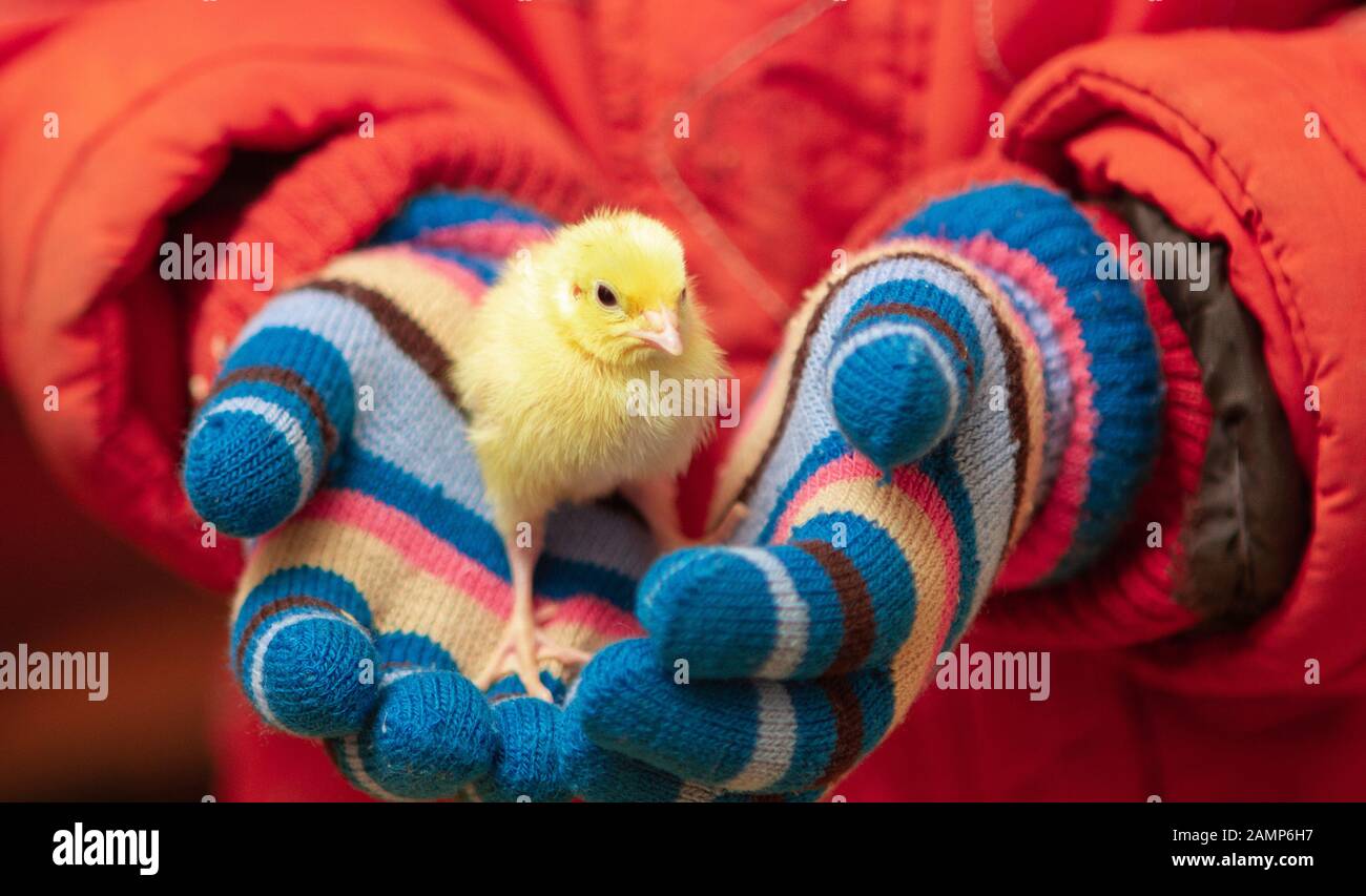 Caille de bébé dans les petites mains de bébé Banque D'Images