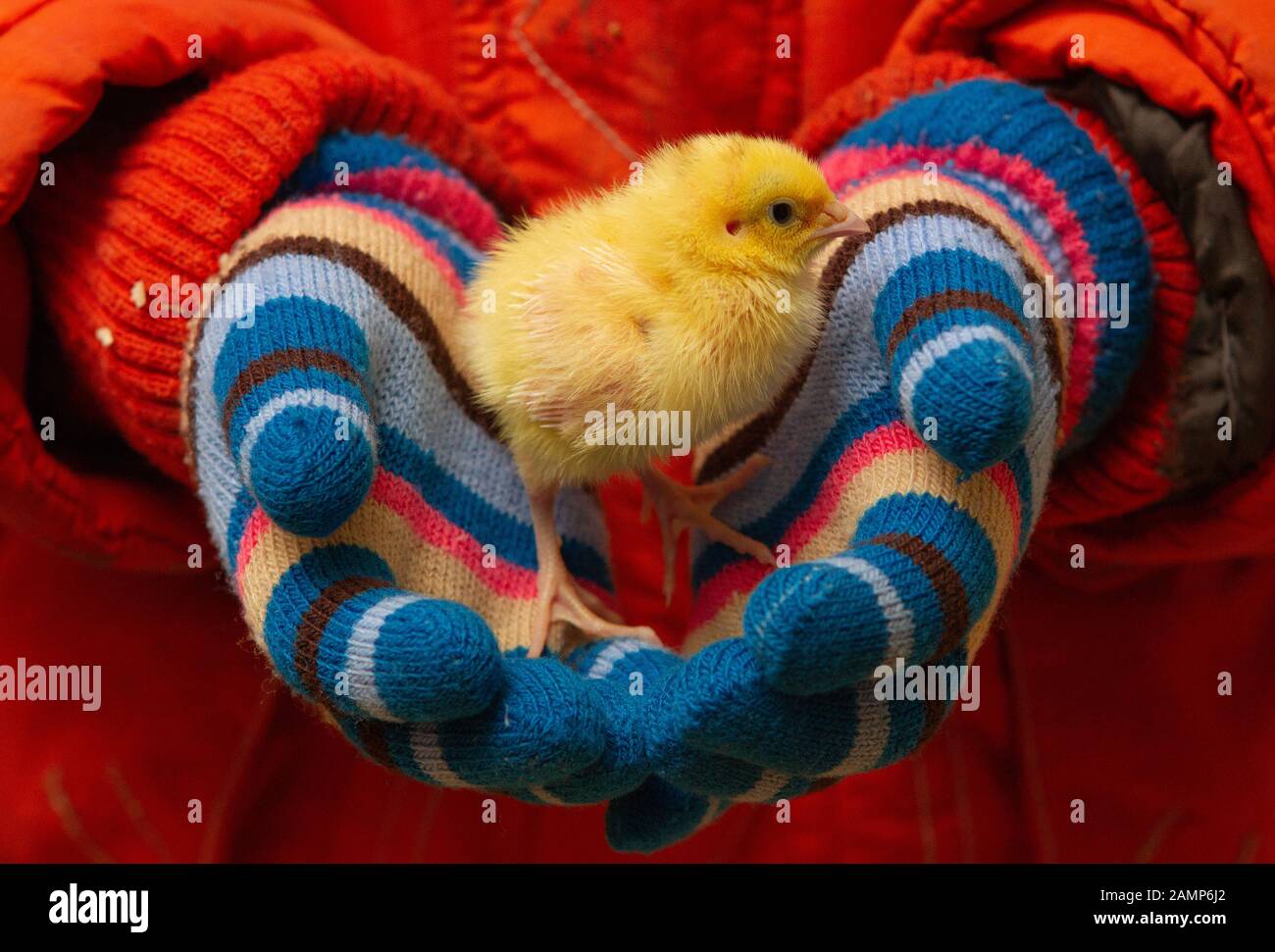 Caille de bébé dans les petites mains de bébé Banque D'Images