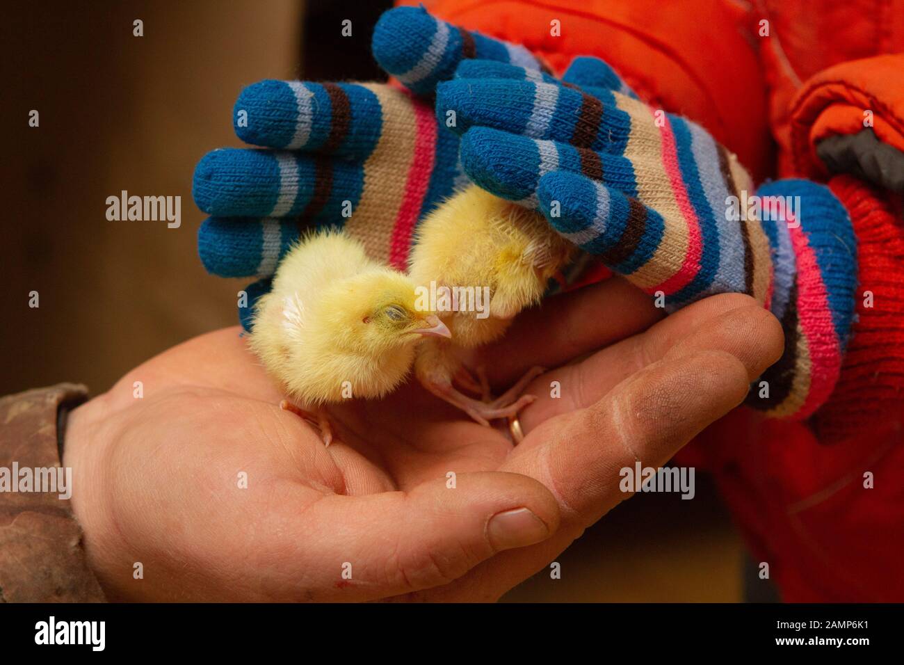 Caille de bébé dans les petites mains de bébé Banque D'Images