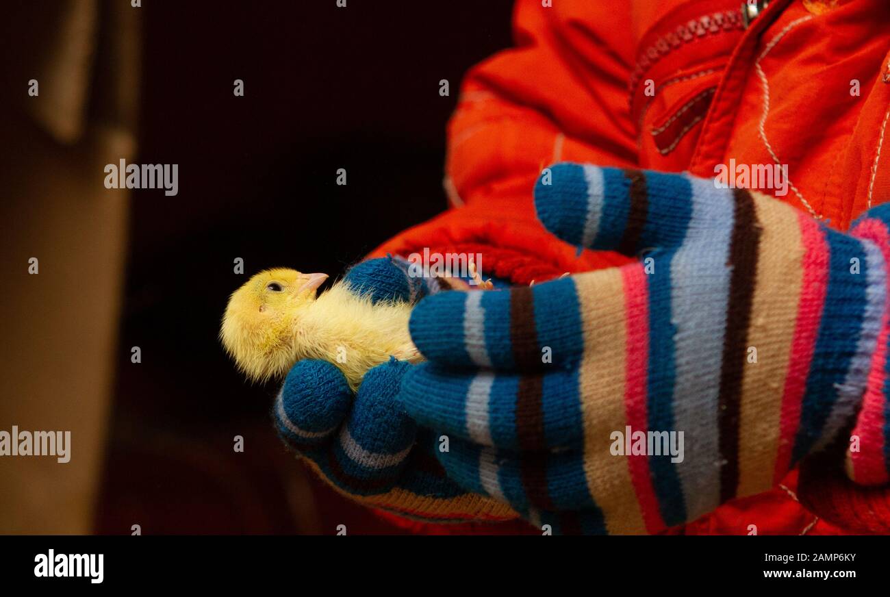 Caille de bébé dans les petites mains de bébé Banque D'Images