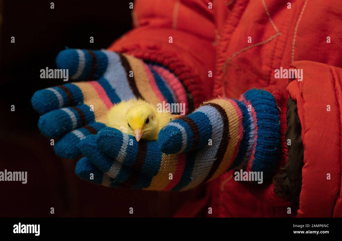 Caille de bébé dans les petites mains de bébé Banque D'Images