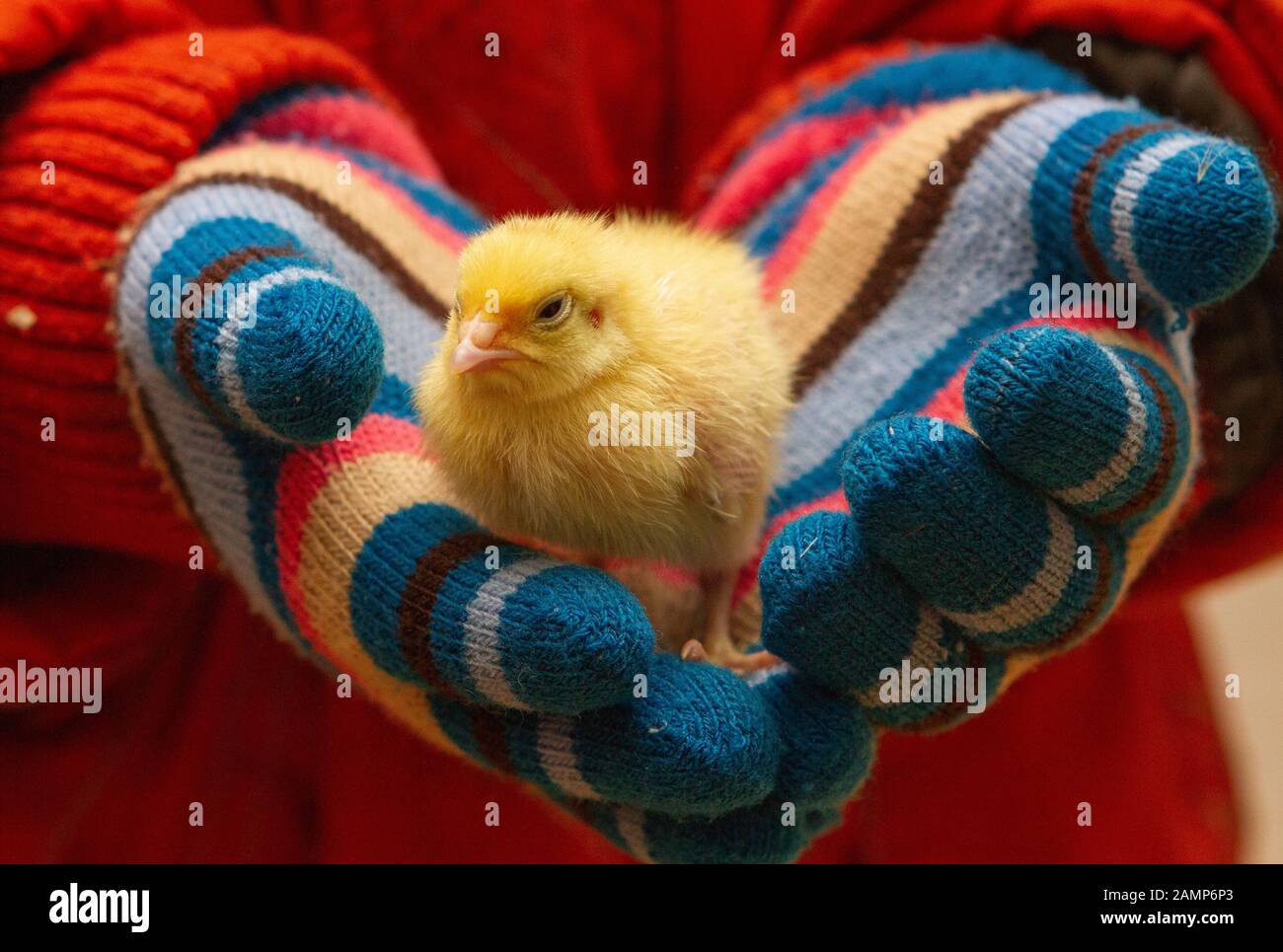Caille de bébé dans les petites mains de bébé Banque D'Images