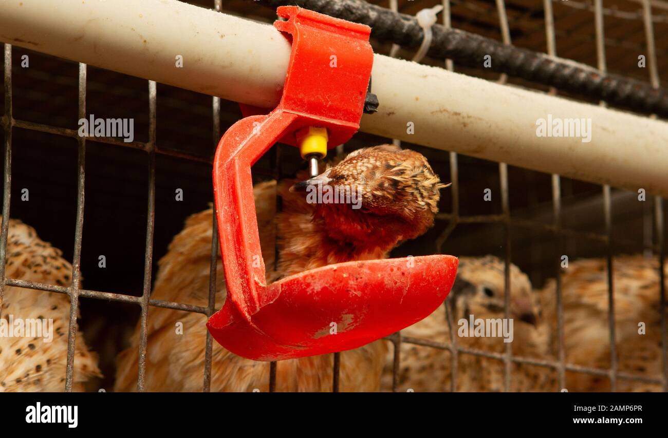 Les jeunes cailles dans des cages d'engraissement sur une caille farm Banque D'Images