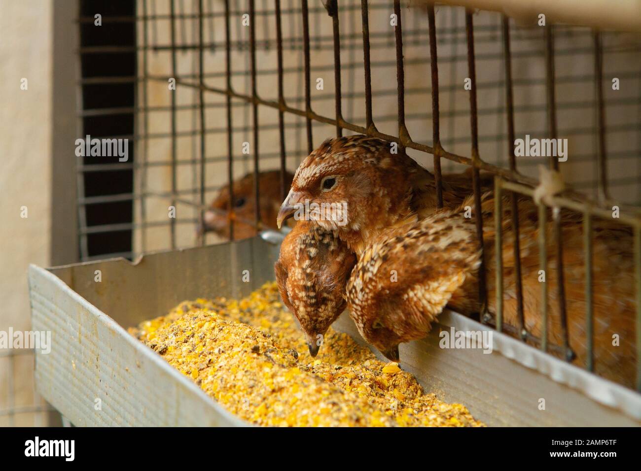 Les jeunes cailles dans des cages d'engraissement sur une caille farm Banque D'Images