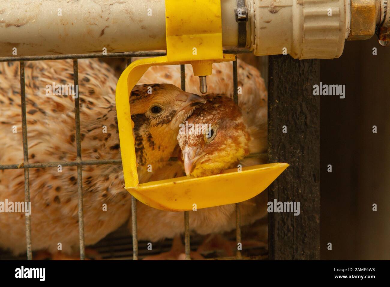 Les jeunes cailles dans des cages d'engraissement sur une caille farm Banque D'Images